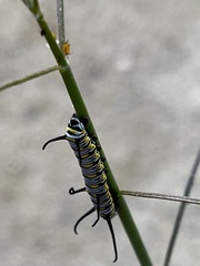 Danaus gilippus