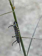 Danaus gilippus