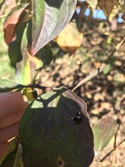 Harmonia axyridis