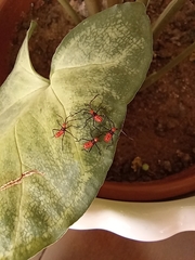 Phthiacnemia picta