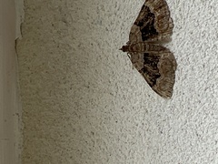 Xanthorhoe