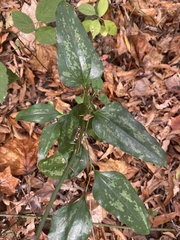 Smilax bona-nox