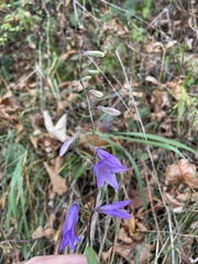 Campanula rapunculoides