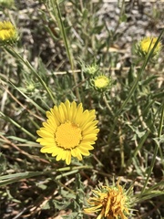 Grindelia cabrerae