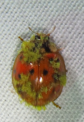 Hesperomyces virescens