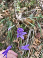 Campanula rapunculoides