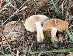 Hebeloma