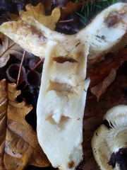 Russula subfoetens