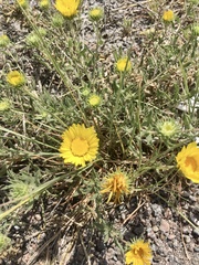Grindelia cabrerae