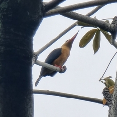 Pelargopsis capensis