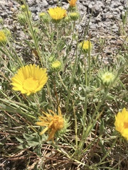Grindelia cabrerae