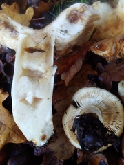 Russula subfoetens