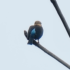 Pelargopsis capensis