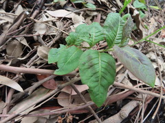 Persicaria capitata