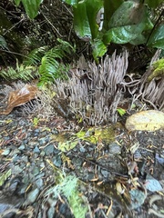 Alloclavaria purpurea