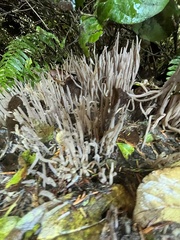 Alloclavaria purpurea