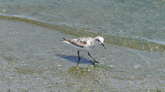 Calidris alba