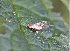 Trioza urticae