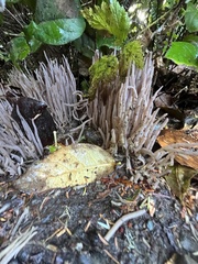 Alloclavaria purpurea