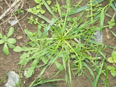 Lepidium coronopus