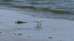 Calidris alba
