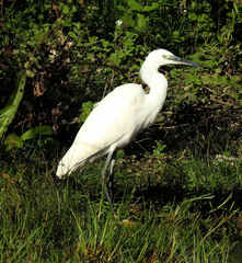 Egretta garzetta