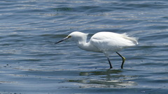 Egretta thula