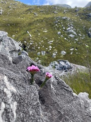 Sonderothamnus petraeus