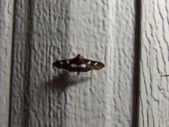Desmia funeralis