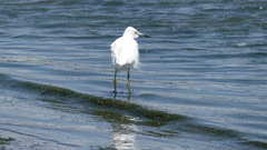 Egretta thula