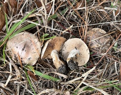 Hebeloma
