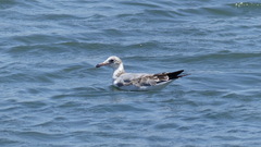 Chroicocephalus cirrocephalus