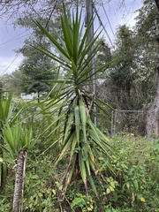 Yucca aloifolia