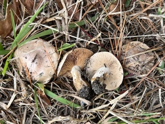 Hebeloma
