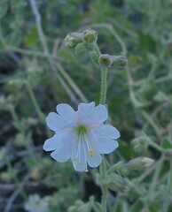 Mirabilis laevis