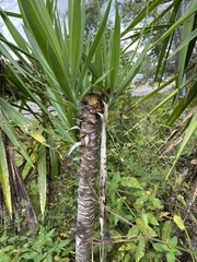 Yucca aloifolia