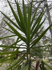 Yucca aloifolia