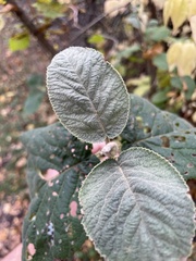 Viburnum lantana