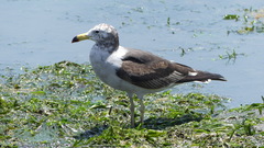Larus belcheri
