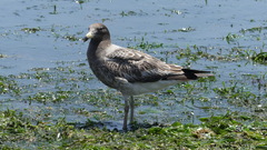 Larus belcheri