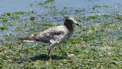 Larus belcheri