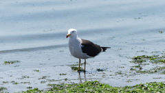 Larus belcheri
