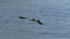 Larus belcheri