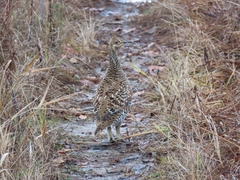 Tympanuchus phasianellus