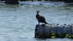 Nannopterum brasilianum