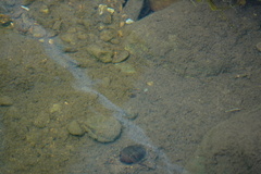 Poecilia reticulata