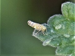 Eupteryx decemnotata