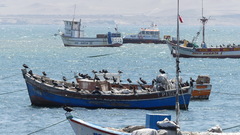 Nannopterum brasilianum