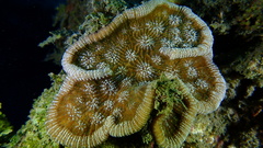 Mycetophyllia