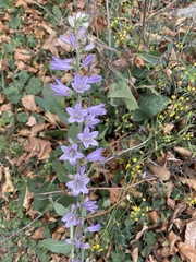 Campanula
